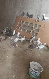 کبوتر بوم 40 عددی