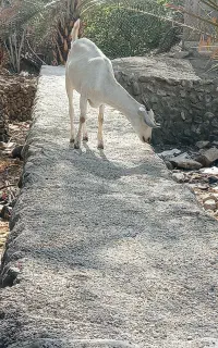 ،بز