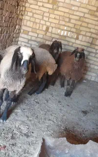 بره