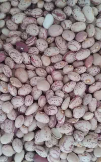 لوبیا چیتی کیلویی۴۰۰