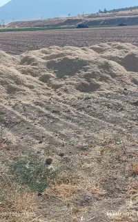 کاه نخود