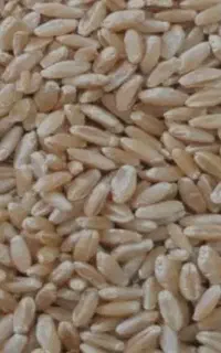گندم ساورز