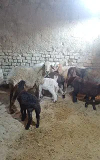 چهار راس میش بره دار