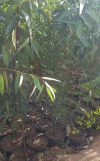 نهالستان باغداران جنوب