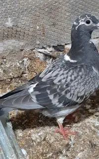 جوجه دوبر مسافتی