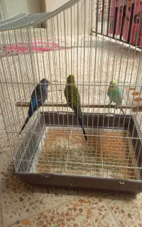 سه تا مرغ عشق