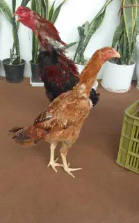 خروس ومرغ لاری ترک اصیل