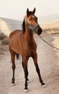 فروش کره اسب دره شوری