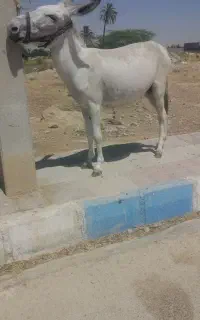 کشش اسب با الاغ