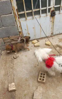 فروشه سگ با توله