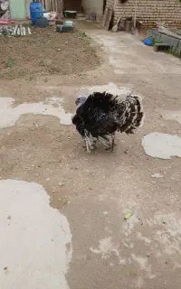 بوغلمون