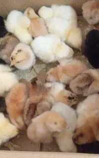 قبول سفارش جوجه کشی
