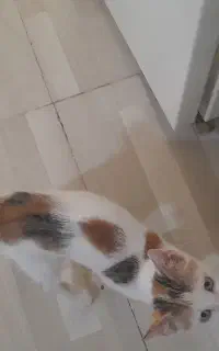 ۲تا بچه گربه ماده