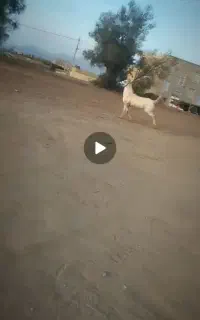 اسب مادیان