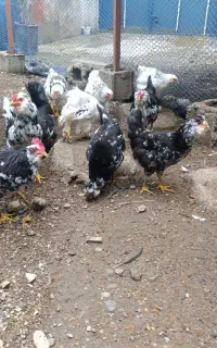 مرغ و خروس