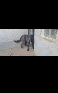 توله ماچ یک ساله گله ای