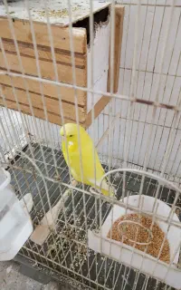 مرغ عشق انگلیسی