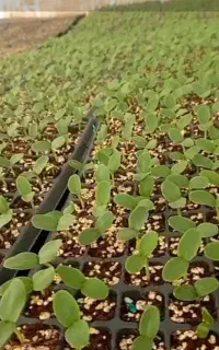 نشا گوجه، بادمجان .جانا.ملون.و فلفل با ارسال سراسر