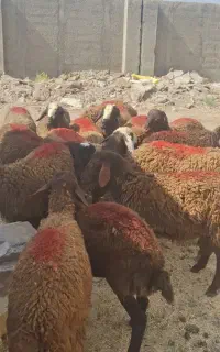 فروش بره نر