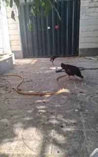جا پارک ۳تا ماشین داخل و ۲تا ماشین درب منزل