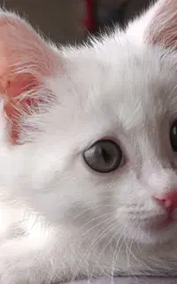 پرشین کلاسیک ماده 4ماهه