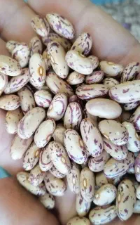 لوبیا چیتی درجه ۱
