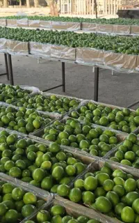 خریدمرکبات دزفول درتایم غیرمعقول تماس نگیرید