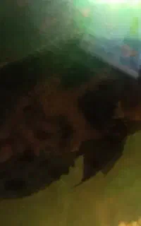 ماهی اسکار