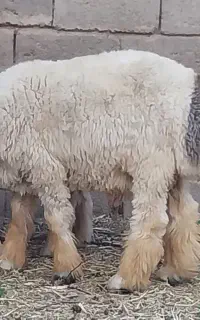 بره قوچی