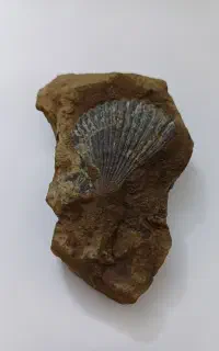 فسیل صدف (ما قبل تاریخ)