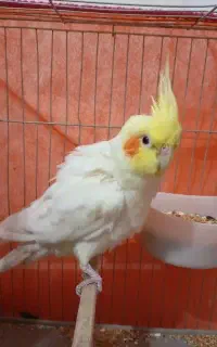 عروس هلندی نر