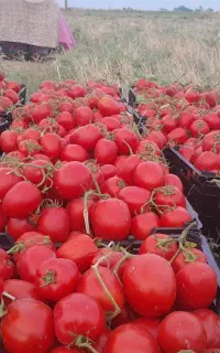 گوجه ربی مخصوص واسه رب