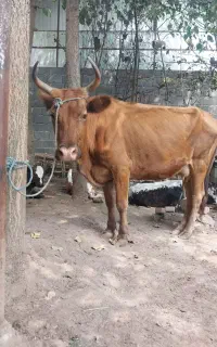 گاو چالوسی تخم خورده