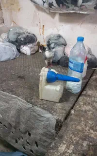 کفتر‌ماده