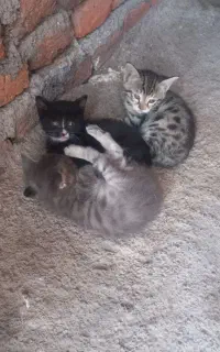 گربه به اضافه‌ بچه