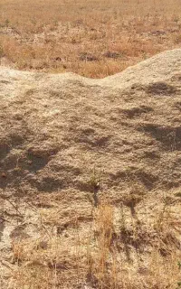 کاه گندم درجه ۱