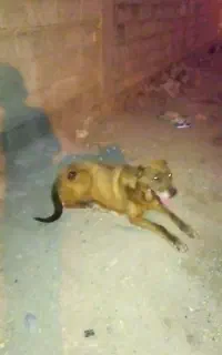 واگذاری ماده حنا
