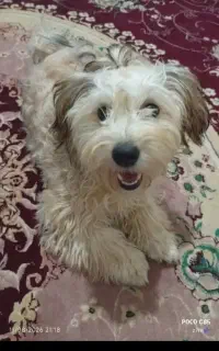 واگذاری سگ شیتزو ماده