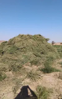 یونجه