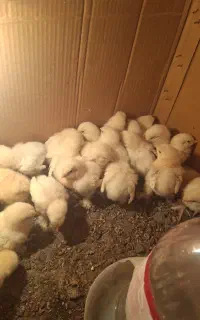 جوجه برهما رومانی اصل اصل