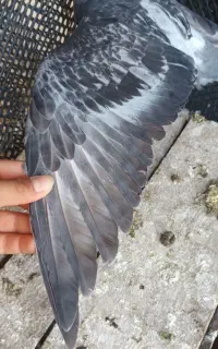 کفتر خوب