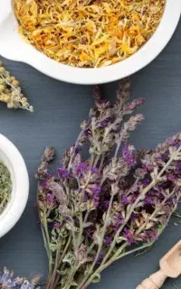 تدریس رایگان طب سنتی ویژه خانم ها