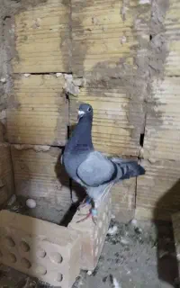 کبوتر