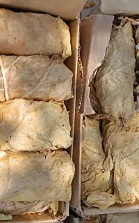 برگ زرد محصول امسال