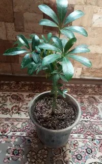 گل شفلرا و حسن یوسف و....