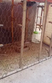 قفس
