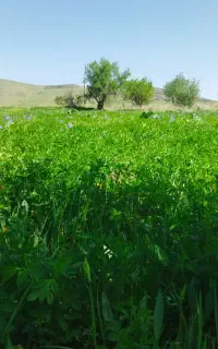 یونجه گل گرفته شده فروشی