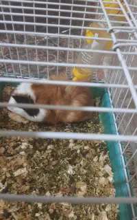 خوکچه هندی وبازیگوش