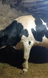 گاونر جوان