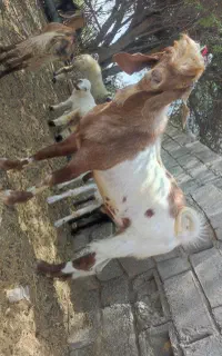 بز نری تخمی